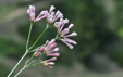 Asperula aristata ssp oreophila