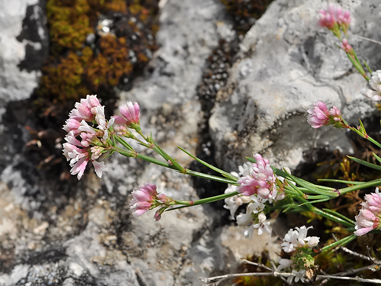 Asperula cynanchica