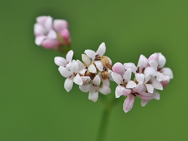 Asperula cynanchica