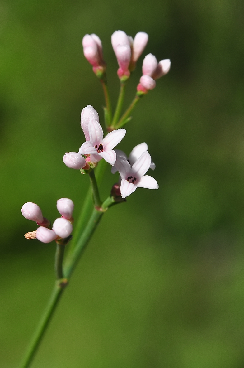 Asperula cynanchica