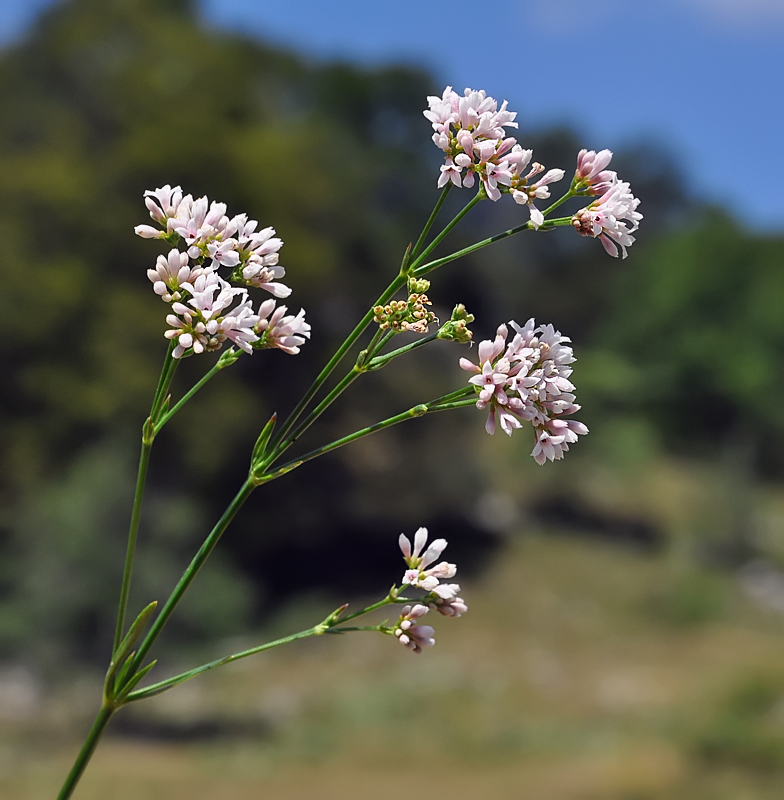 Asperula cynanchica