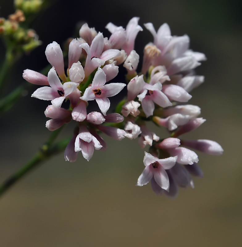 Asperula cynanchica