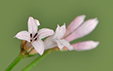 Asperula cynanchica