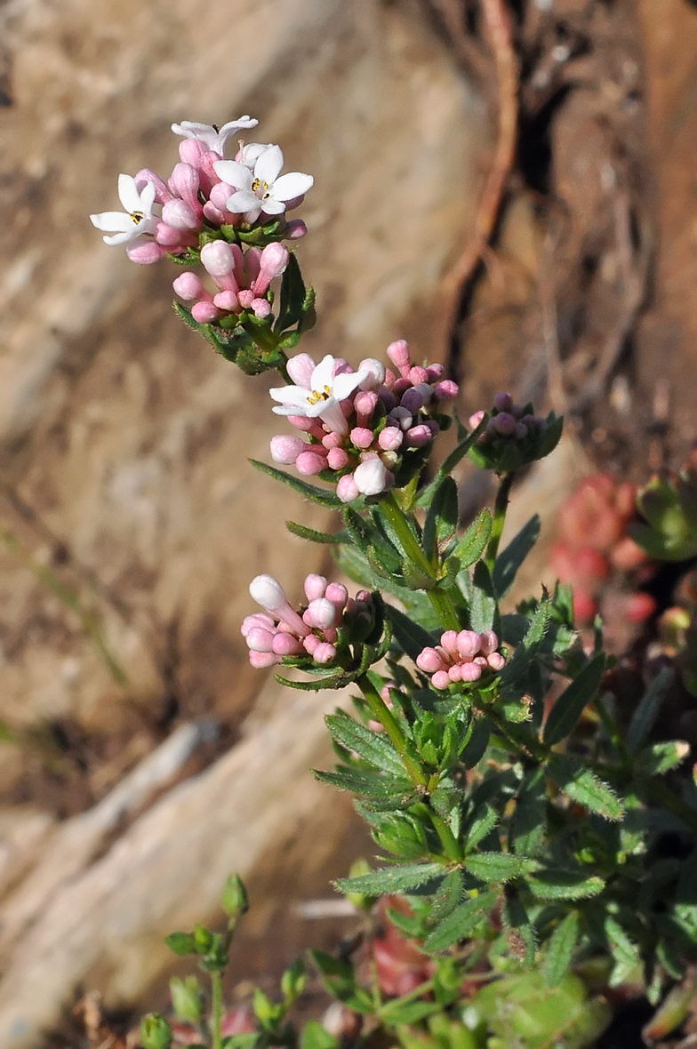 Asperula hirta