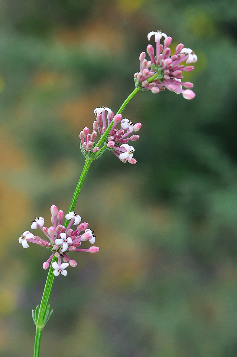 Asperula incana