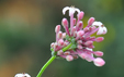 Asperula incana