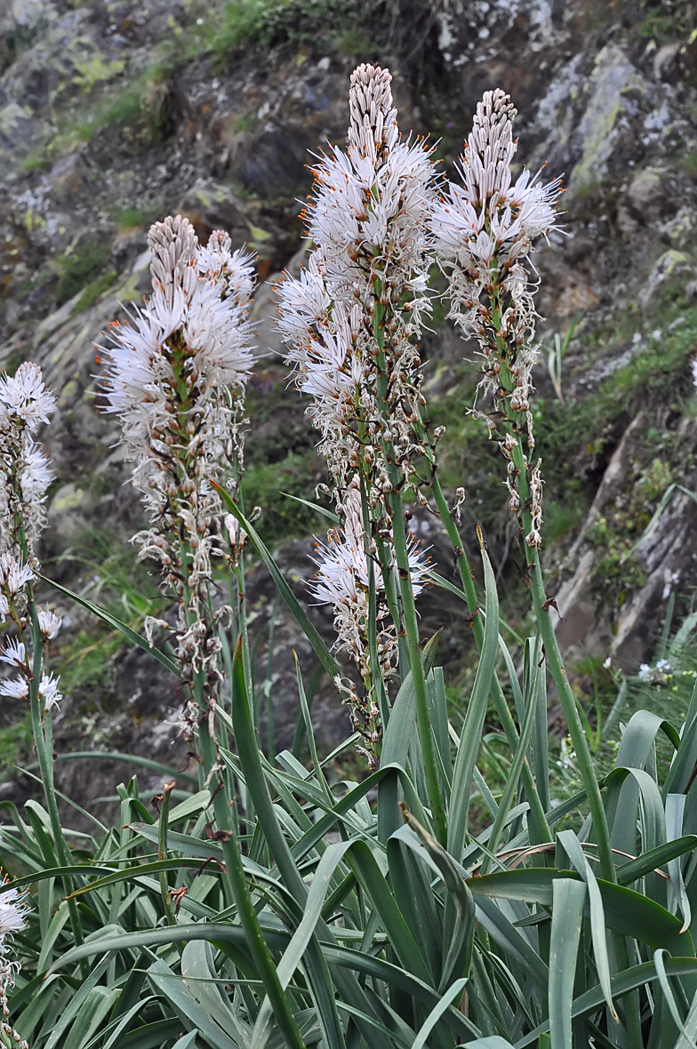 Asphodelus albus ssp. delphinensis