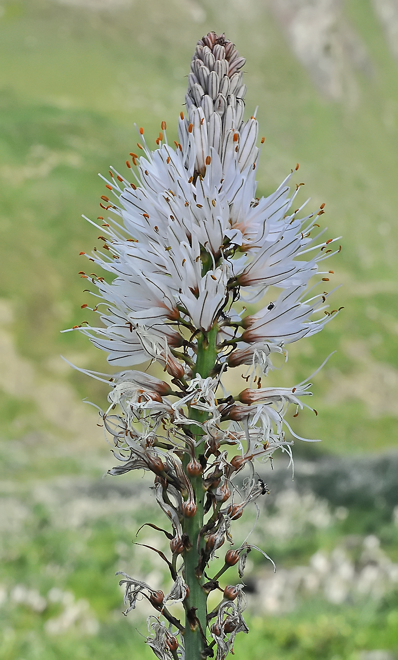 Asphodelus albus ssp. delphinensis