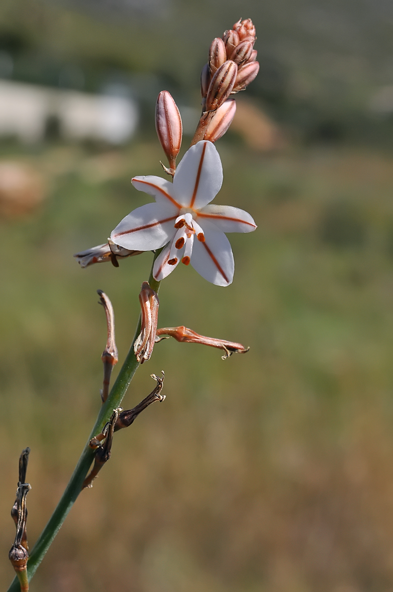 Asphodelus fistulosus