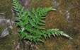 Asplenium adiantum-nigrum