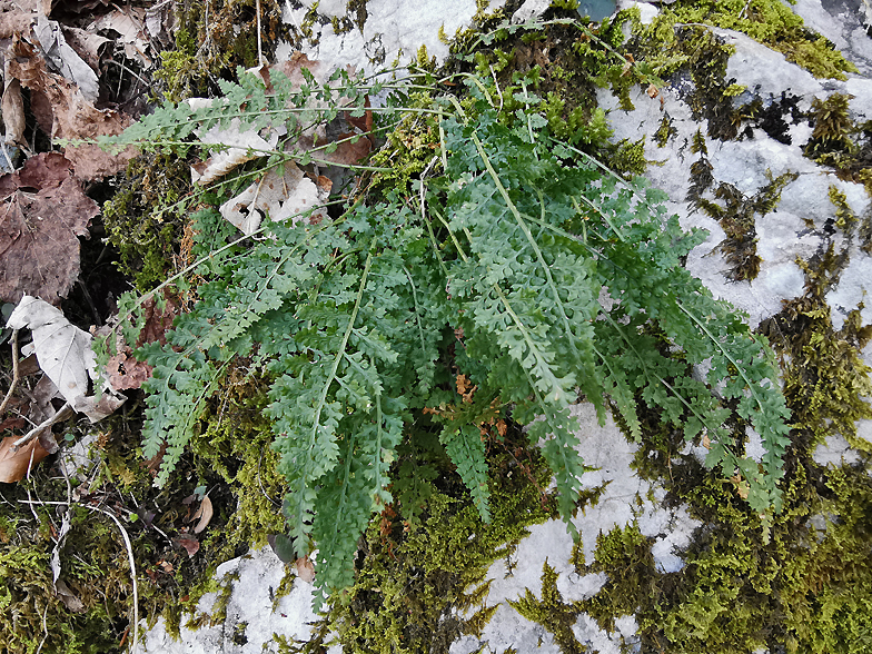 Asplenium fontanum