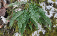 Asplenium fontanum