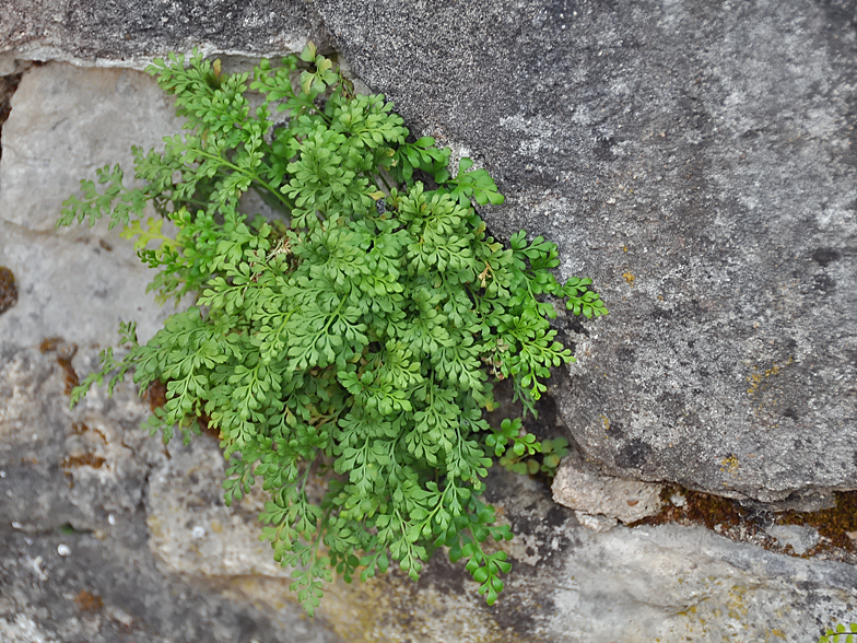 Asplenium ruta muraria