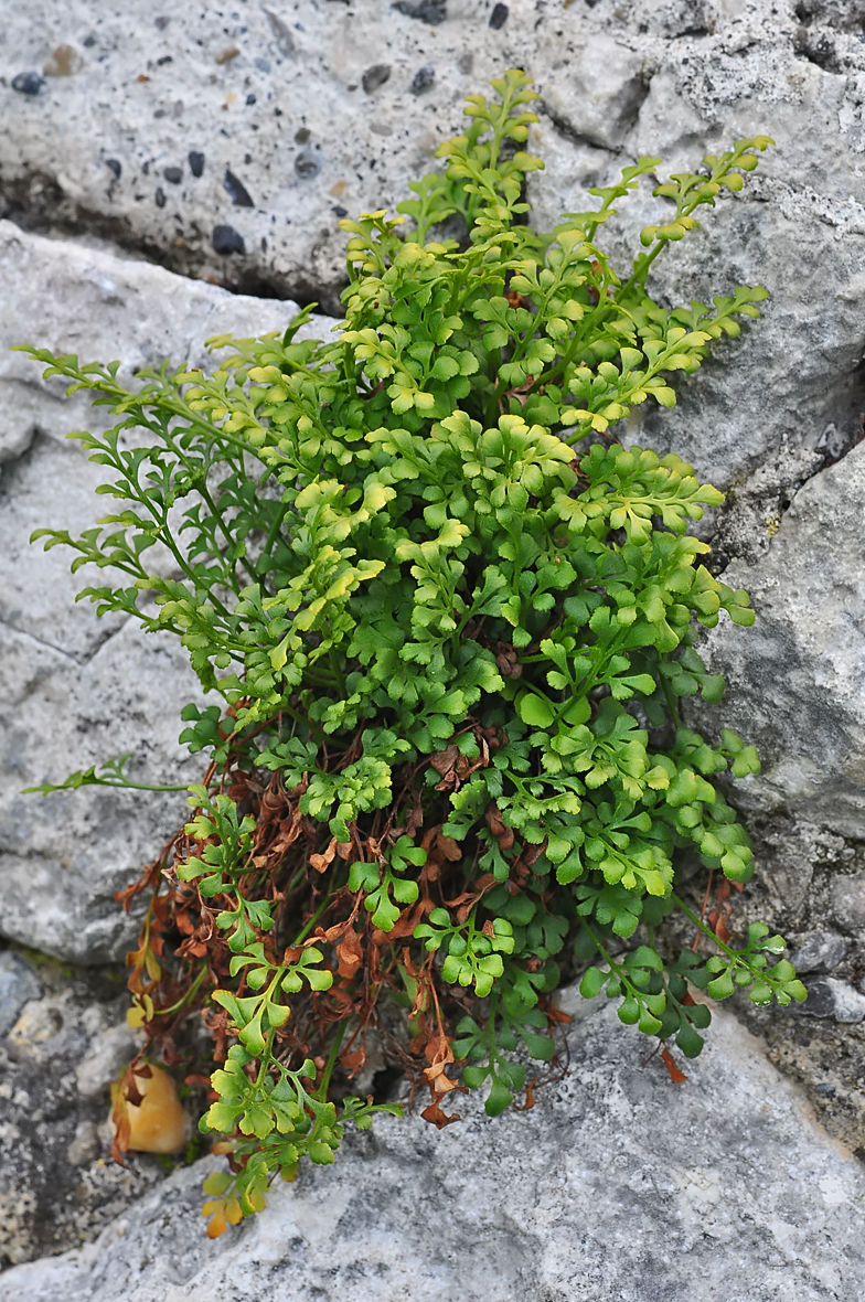 Asplenium ruta muraria