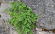 Asplenium ruta muraria