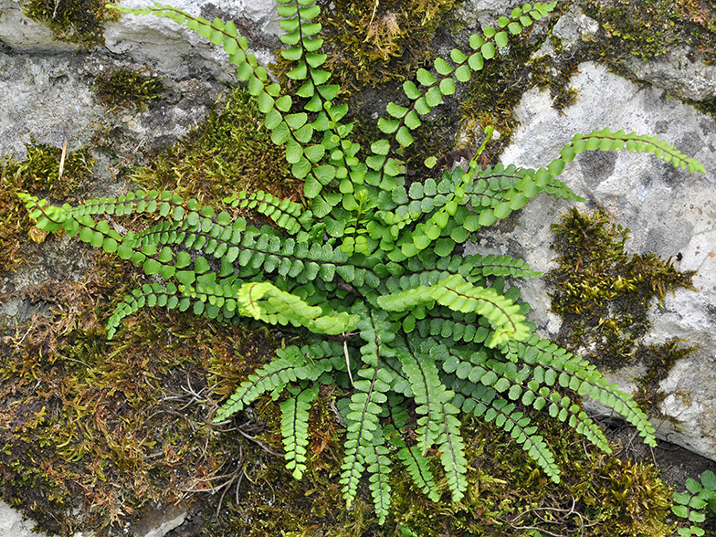 Asplenium trichomanes