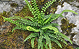 Asplenium trichomanes