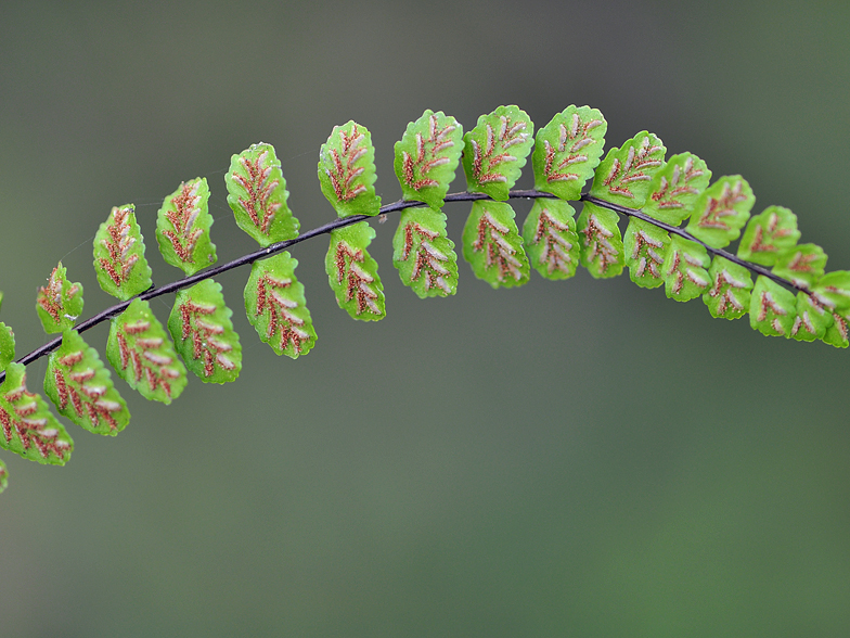 Asplenium trichomanes