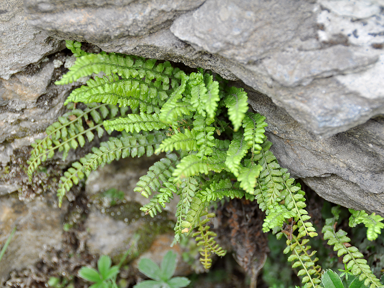 Asplenium viride