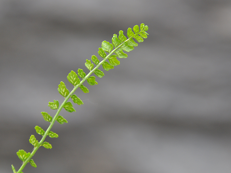 Asplenium viride