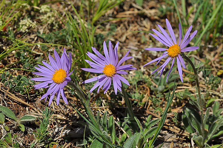 Aster alpinus ssp cebennensis