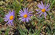 Aster alpinus ssp cebennensis