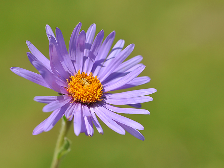 Aster alpinus