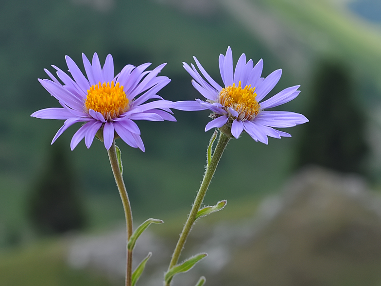 Aster alpinus