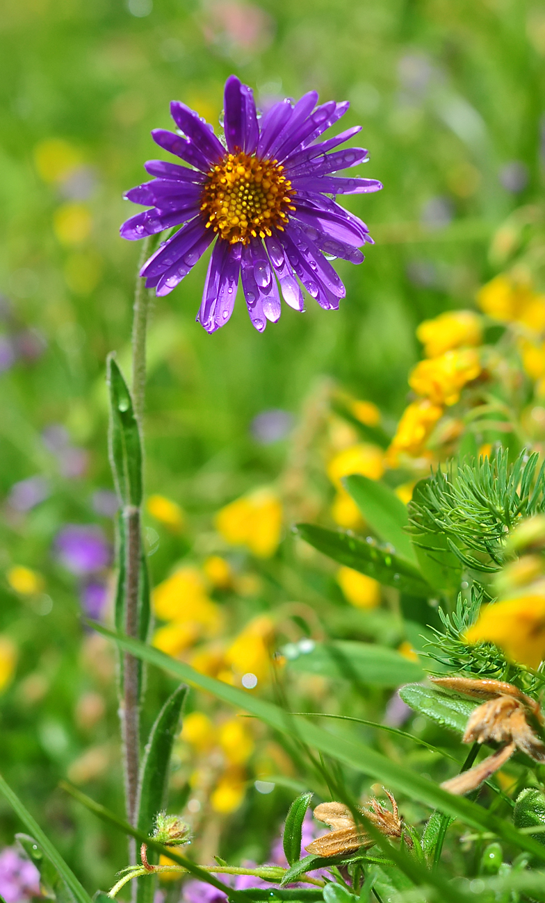 Aster alpinus