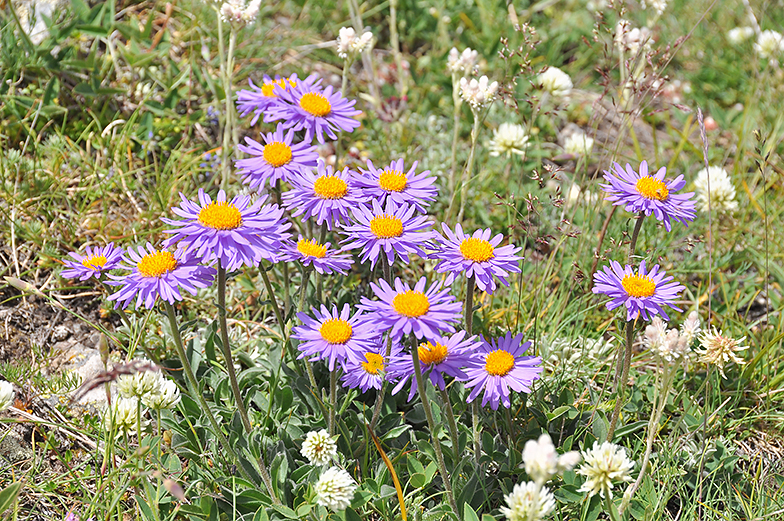 Aster alpinus