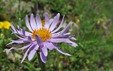 Aster alpinus