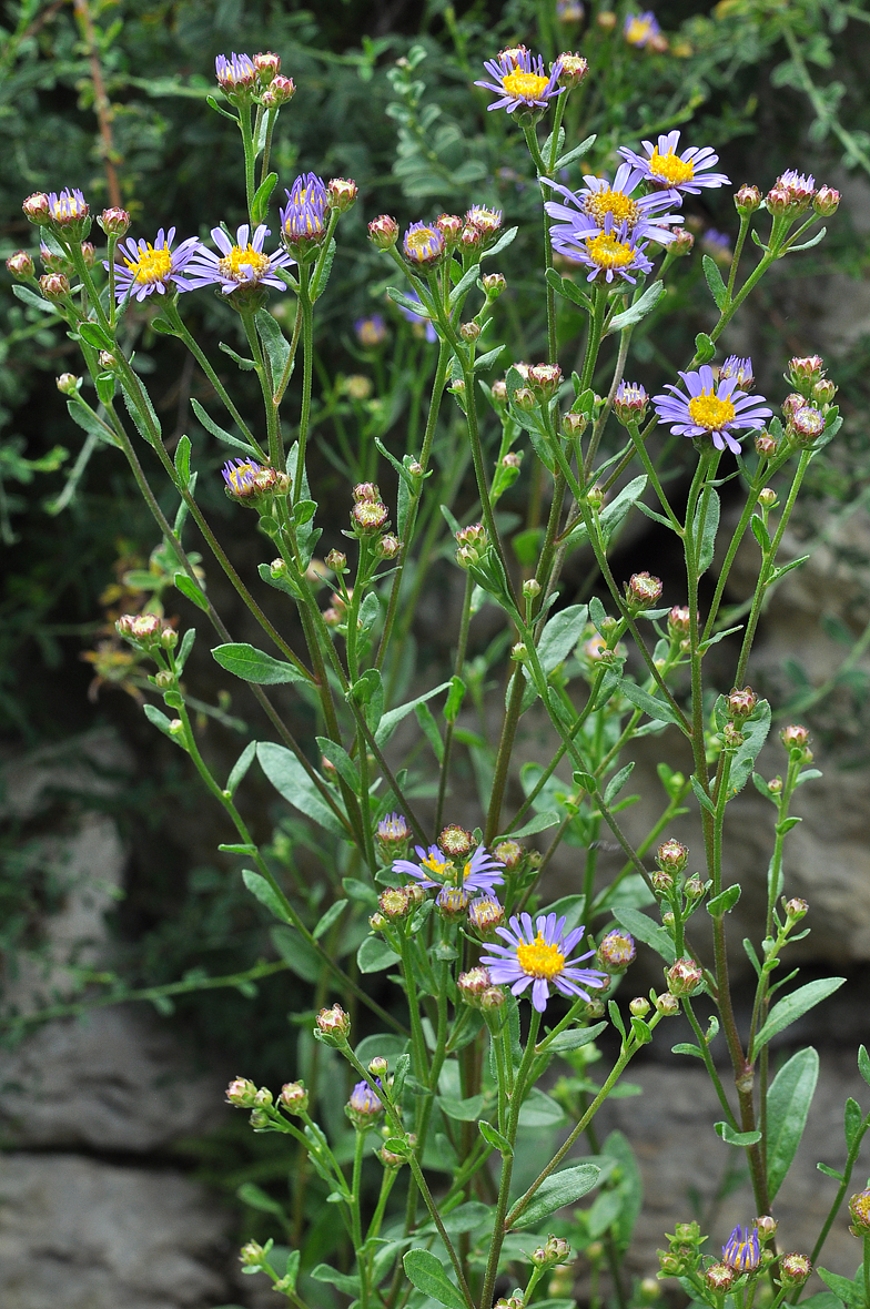 Aster amellus