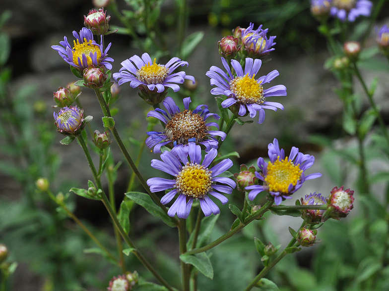 Aster amellus