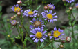 Aster amellus