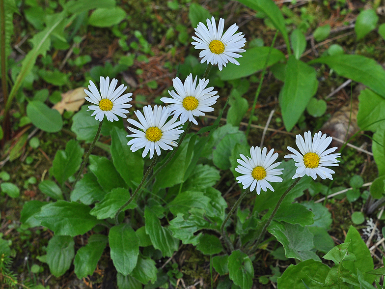 Aster bellidiastrum