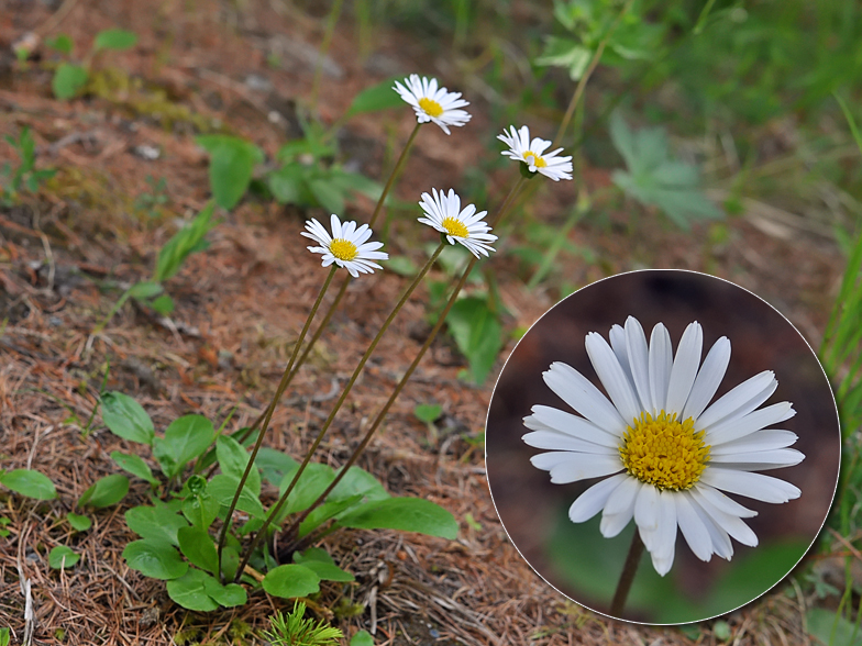 Aster bellidiastrum