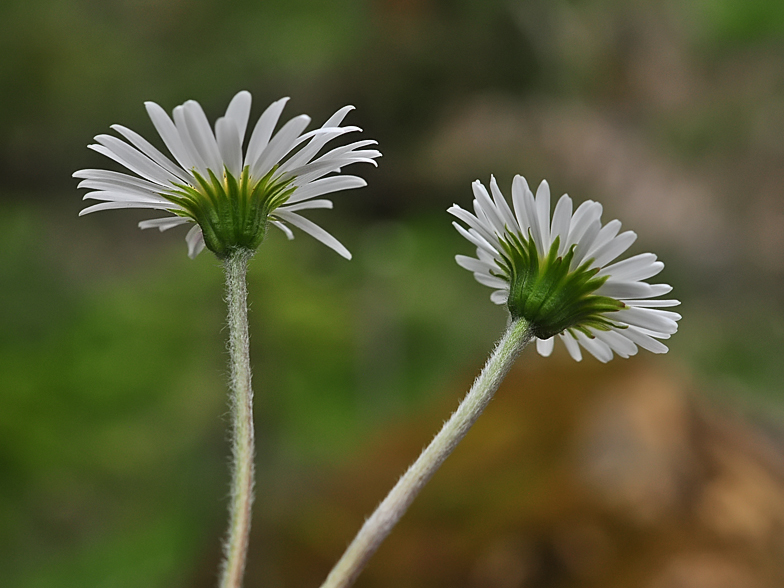 Aster bellidiastrum