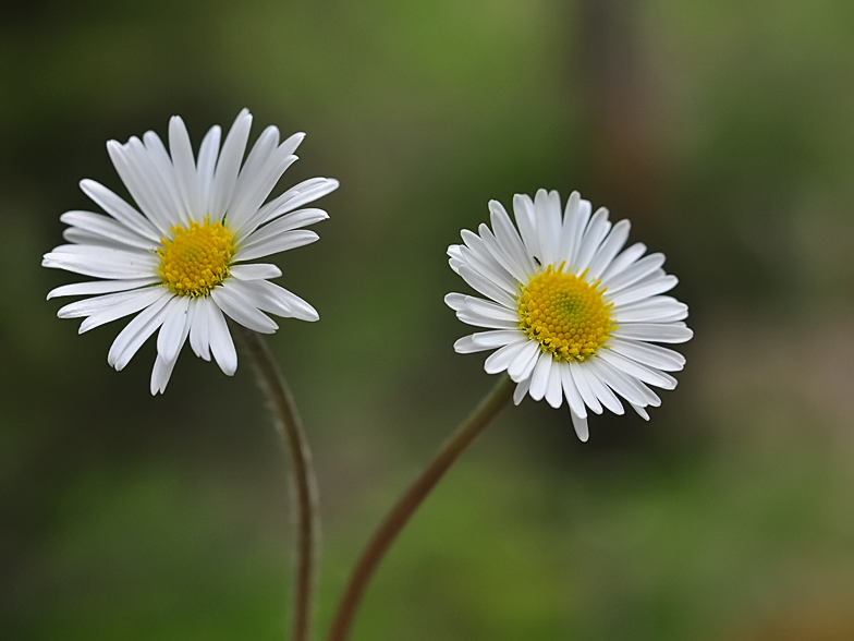 Aster bellidiastrum