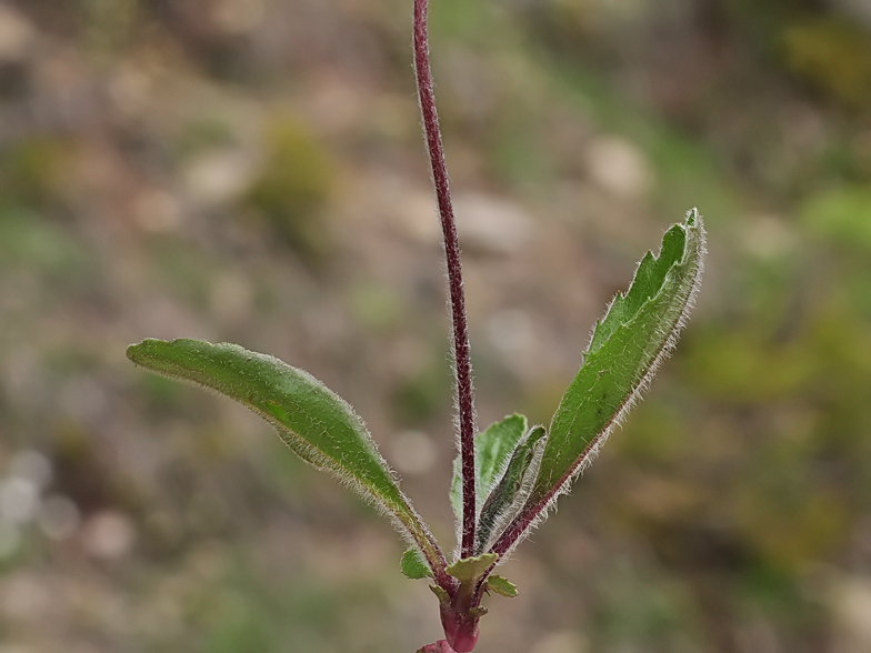 Aster bellidiastrum