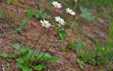 Aster bellidiastrum