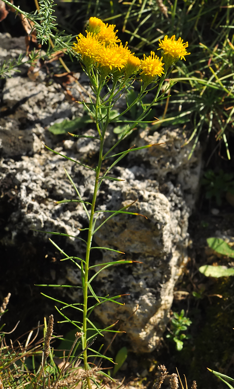 Aster lynosiris