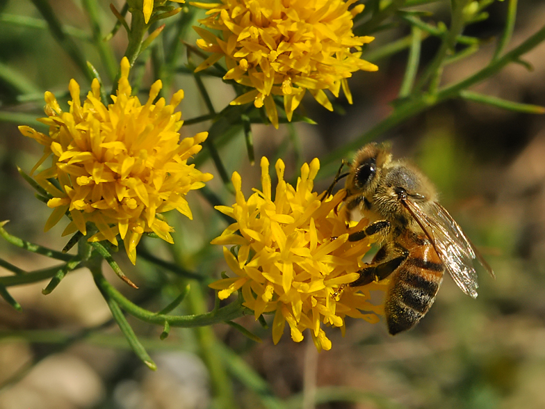 Aster lynosiris