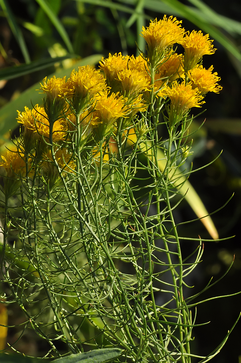 Aster lynosiris