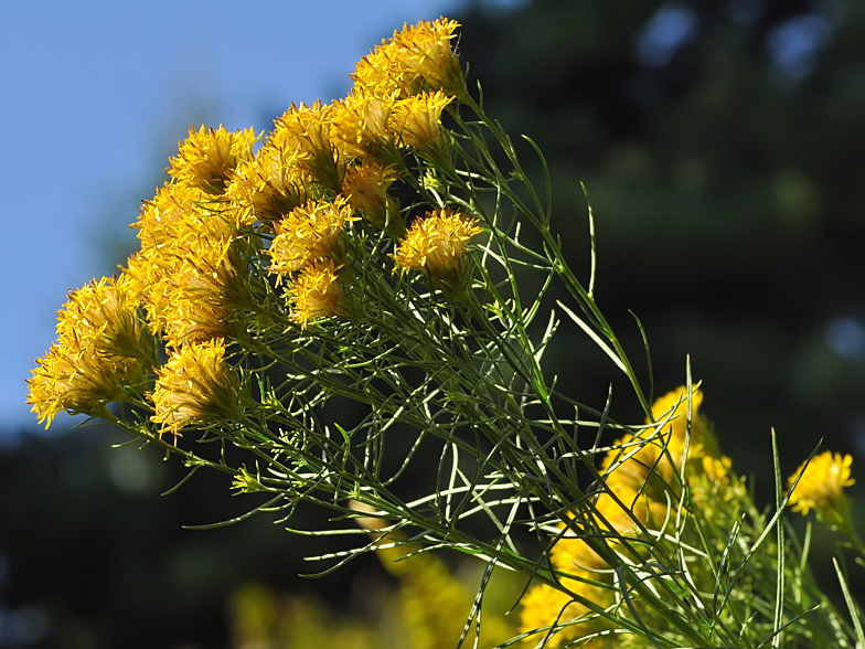 Aster lynosiris