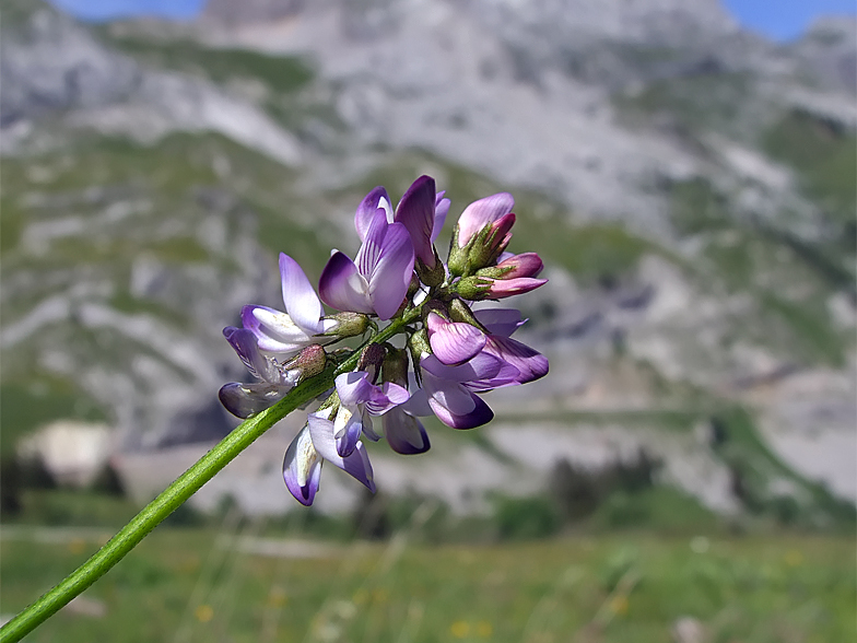 Astragalus alpinus