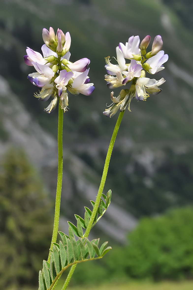 Astragalus alpinus