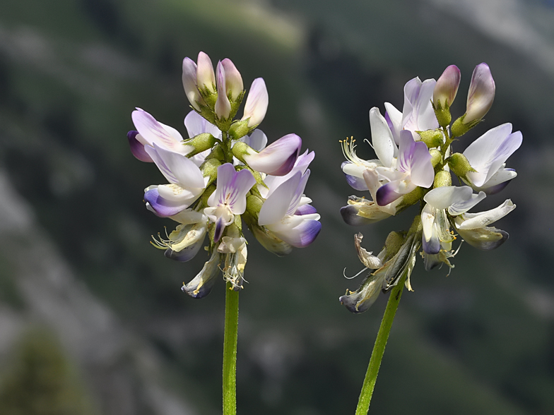 Astragalus alpinus