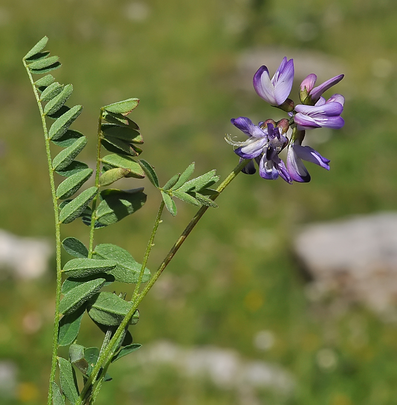 Astragalus alpinus