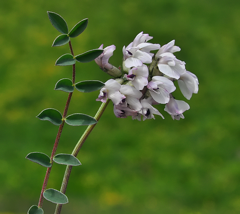 Astragalus australis