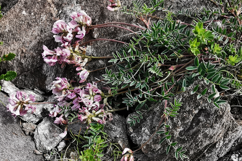 Astragalus australis